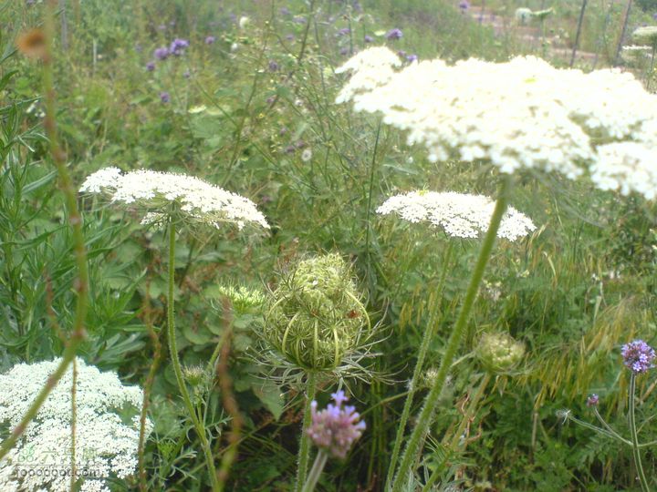 合肥市区—刘铭传故居、香草农庄一日游DSC01562