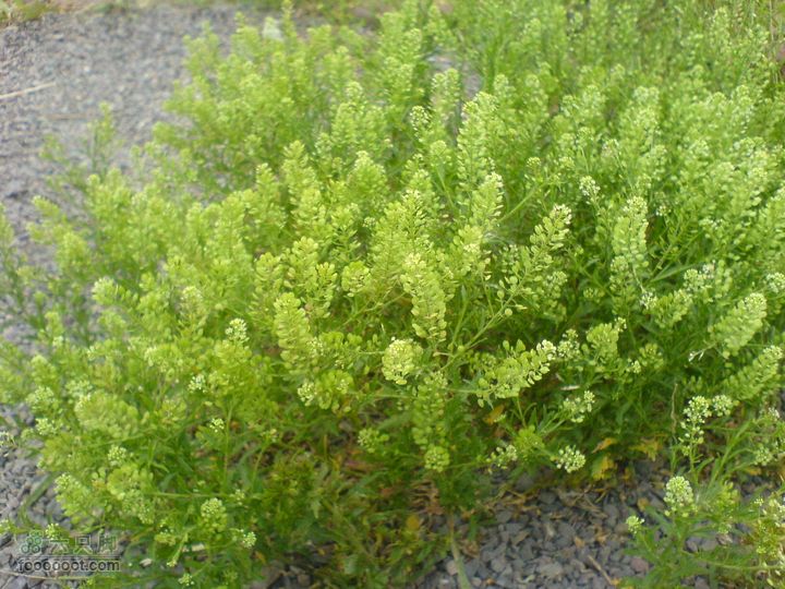 合肥市区—刘铭传故居、香草农庄一日游DSC01563