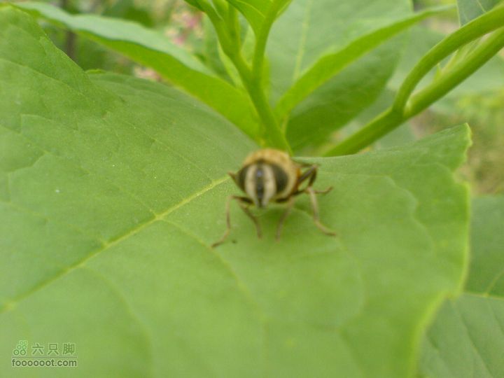 合肥市区—刘铭传故居、香草农庄一日游DSC01565