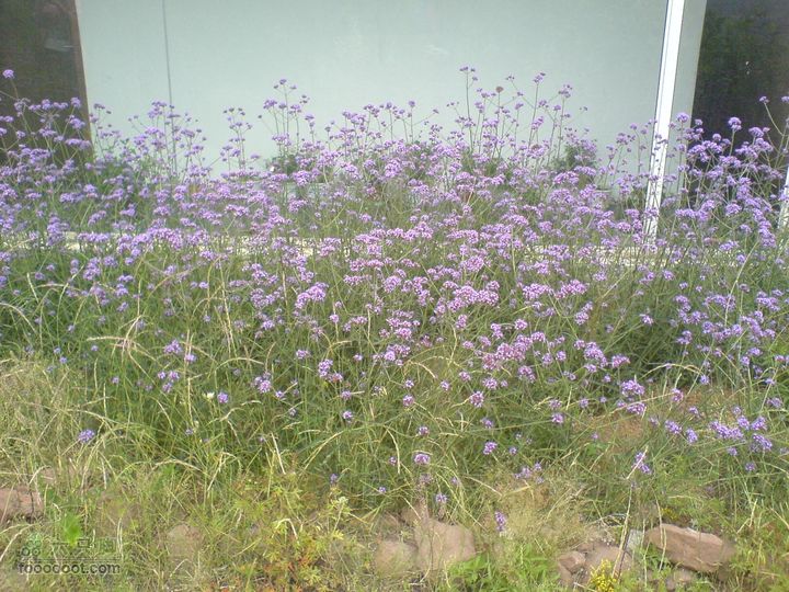 合肥市区—刘铭传故居、香草农庄一日游DSC01568