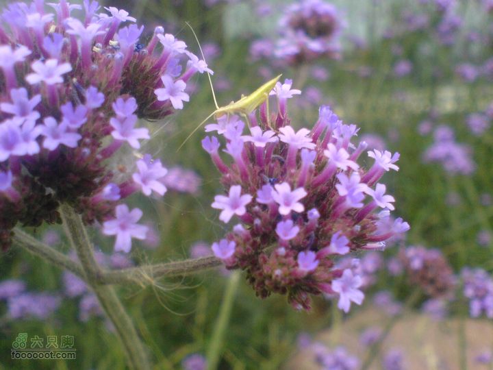 合肥市区—刘铭传故居、香草农庄一日游DSC01570