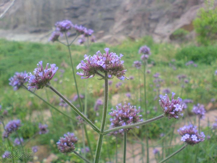 合肥市区—刘铭传故居、香草农庄一日游DSC01528