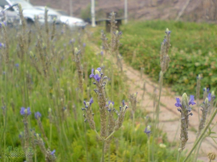 合肥市区—刘铭传故居、香草农庄一日游DSC01529