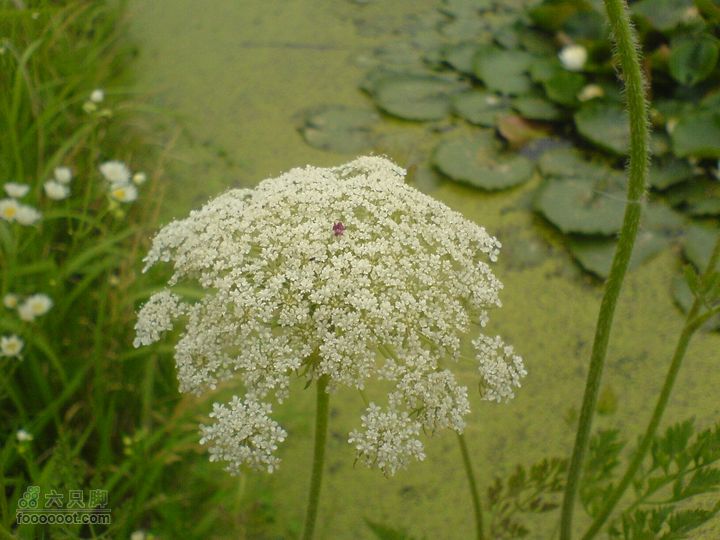 合肥市区—刘铭传故居、香草农庄一日游DSC01533