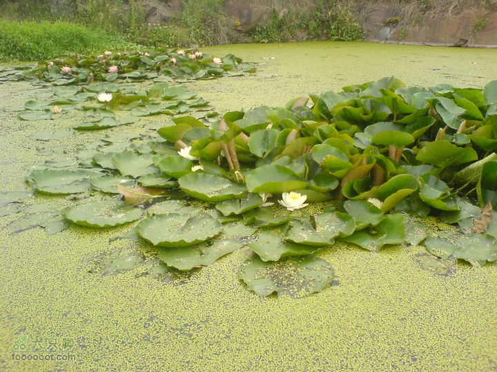 合肥市区—刘铭传故居、香草农庄一日游DSC01534