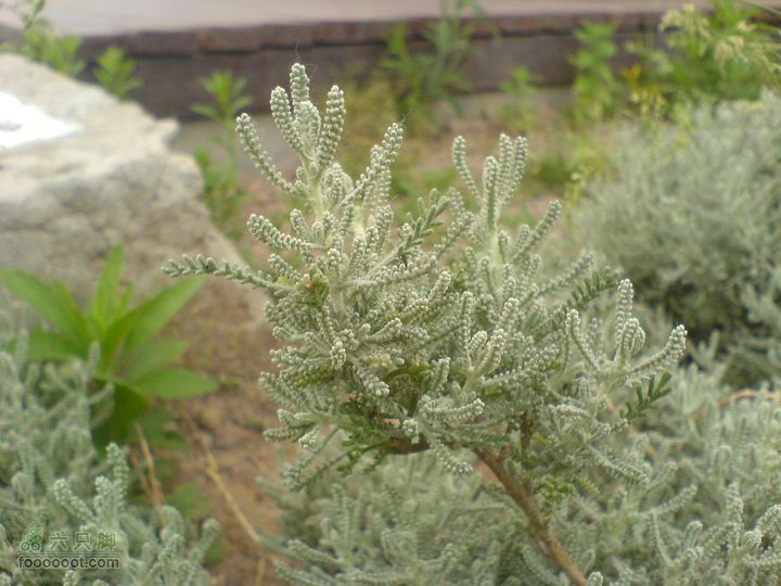 合肥市区—刘铭传故居、香草农庄一日游DSC01535