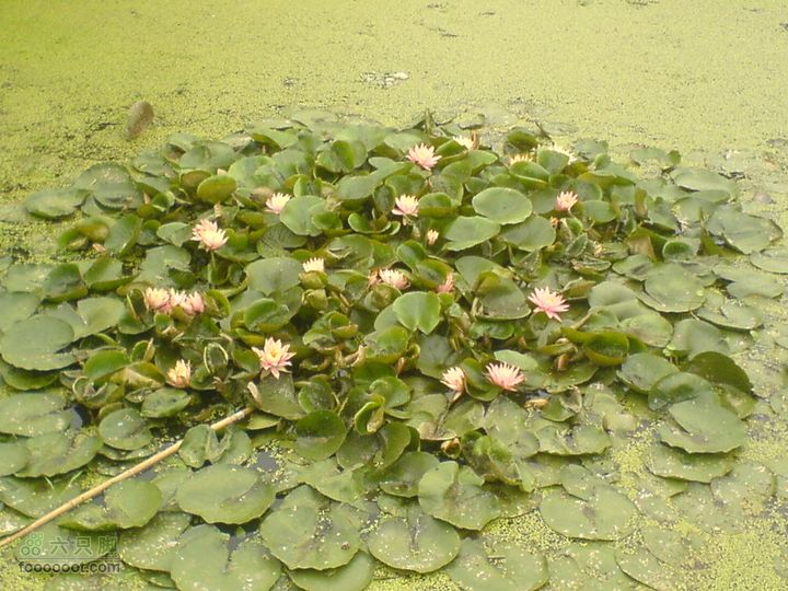 合肥市区—刘铭传故居、香草农庄一日游DSC01537