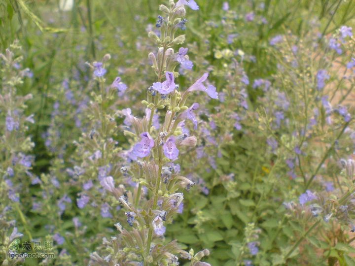 合肥市区—刘铭传故居、香草农庄一日游DSC01540