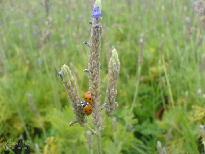 合肥市区—刘铭传故居、香草农庄一日游DSC01547