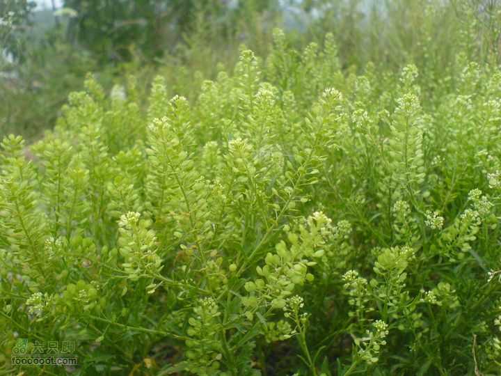 合肥市区—刘铭传故居、香草农庄一日游DSC01564