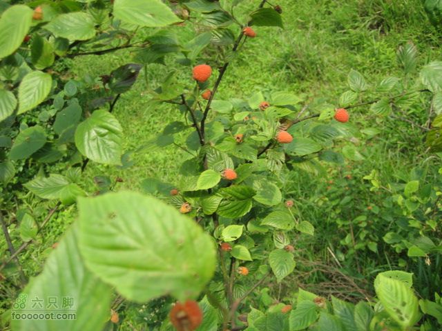 寻访大山深处人家-超经典明月山11古村组大连穿IMG_4525