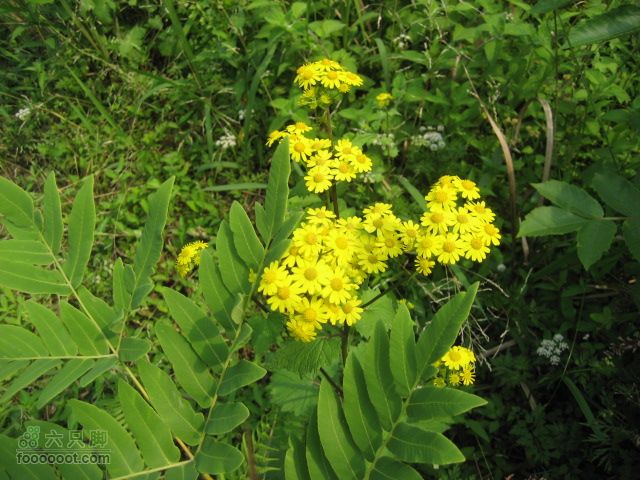 寻访大山深处人家-超经典明月山11古村组大连穿IMG_4530