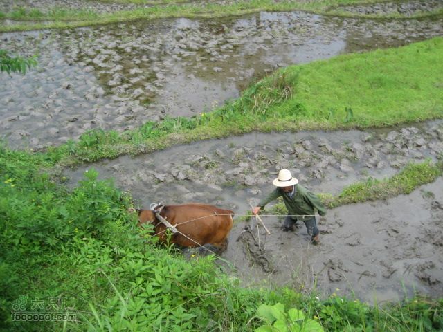 寻访大山深处人家-超经典明月山11古村组大连穿IMG_4534