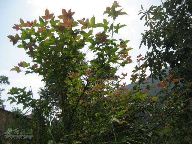 寻访大山深处人家-超经典明月山11古村组大连穿IMG_4536