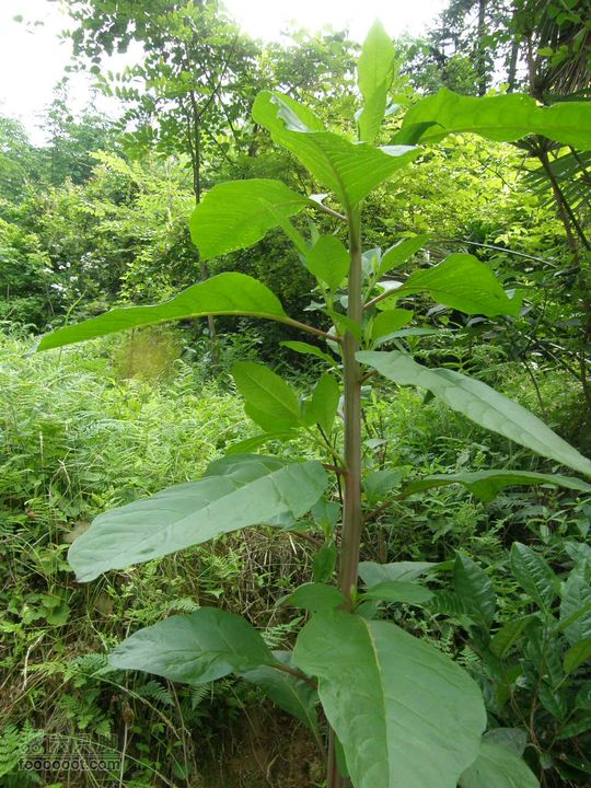 寻访大山深处人家-超经典明月山11古村组大连穿P5212321
