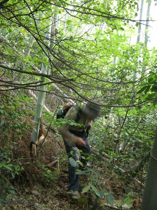 寻访大山深处人家-超经典明月山11古村组大连穿P5212359