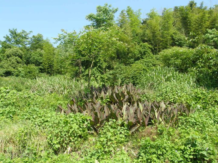 溯溪明月山十里峡后再登山P5292581