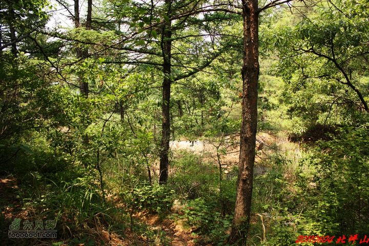 北坪山自驾游山上树木茂密