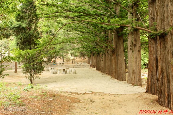 北坪山自驾游日本冷杉树