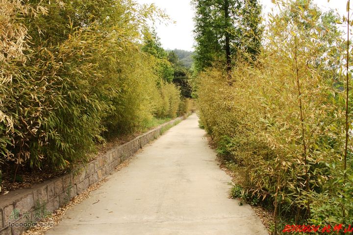 北坪山自驾游路旁的竹林