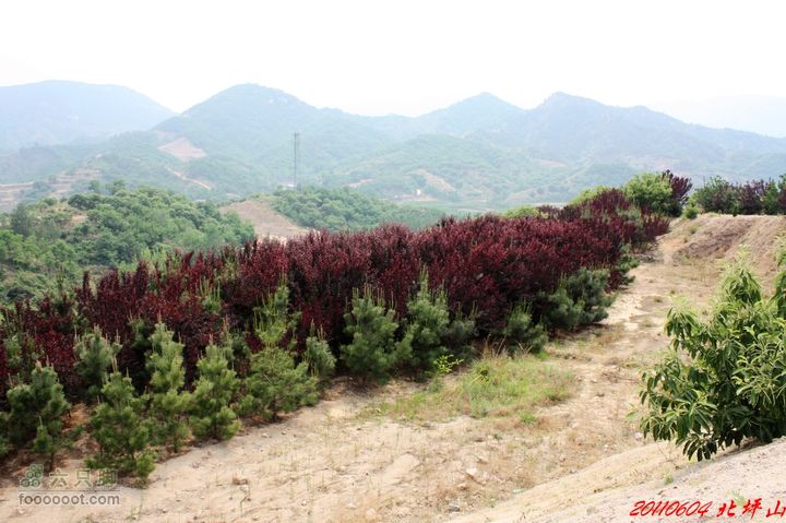 北坪山自驾游山下的植物