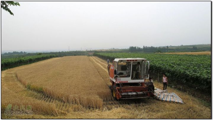 2011.6.5杨庄薰衣草庄园骑行IMG_1667