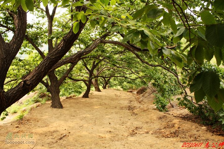 博山七峪村-志公坪IMG_0238