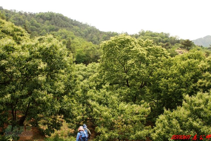博山七峪村-志公坪沟内茂密的树木