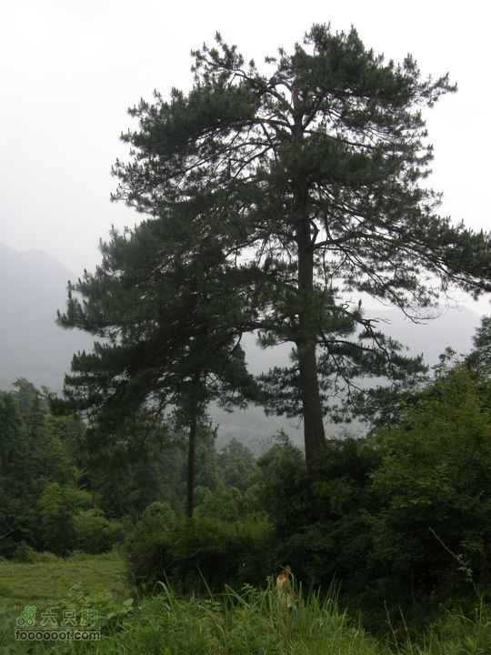 登山上水口，溯溪明月山P6123165