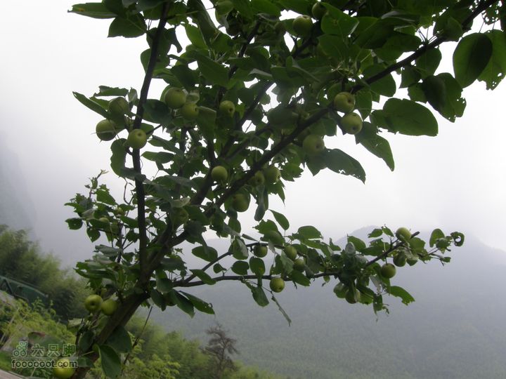 登山上水口，溯溪明月山P6123213