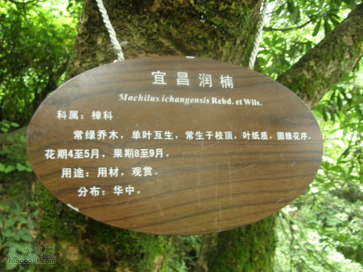 登山上水口，溯溪明月山P6123313