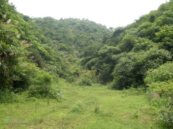 四方井里井四方，古树参天八人抱P6263533