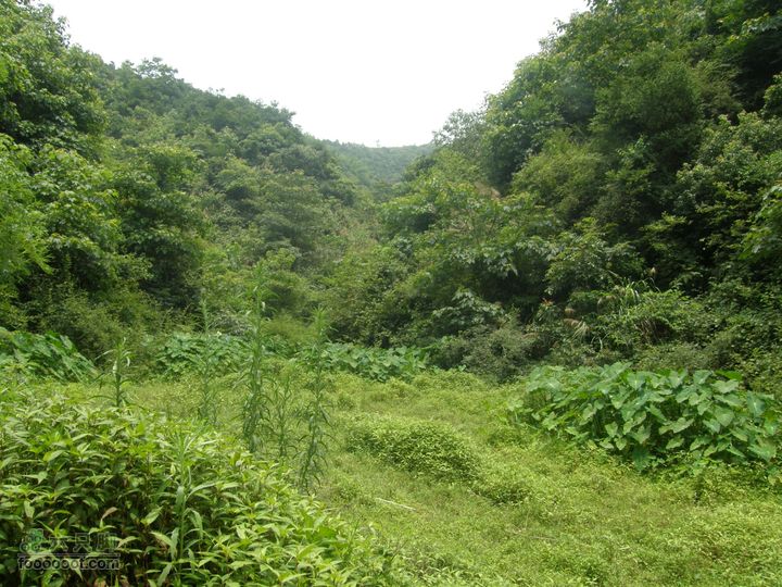 四方井里井四方，古树参天八人抱P6263534