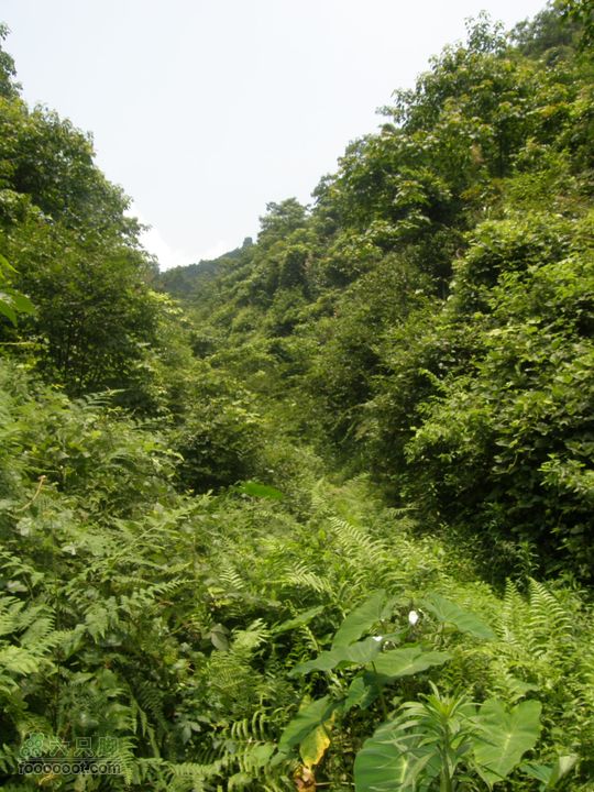 四方井里井四方，古树参天八人抱P6263539