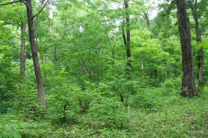 大龙湾-白山市DSCF9520
