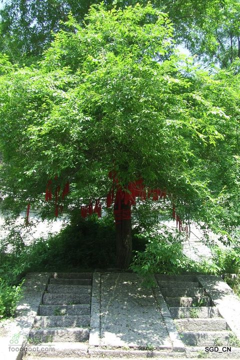 新宾(清永陵、赫图阿拉古城)-南杂木DSCF0194