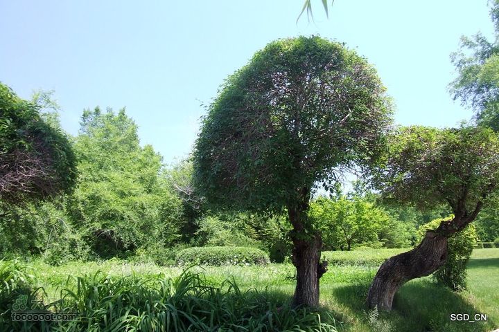 新宾(清永陵、赫图阿拉古城)-南杂木DSCF0233