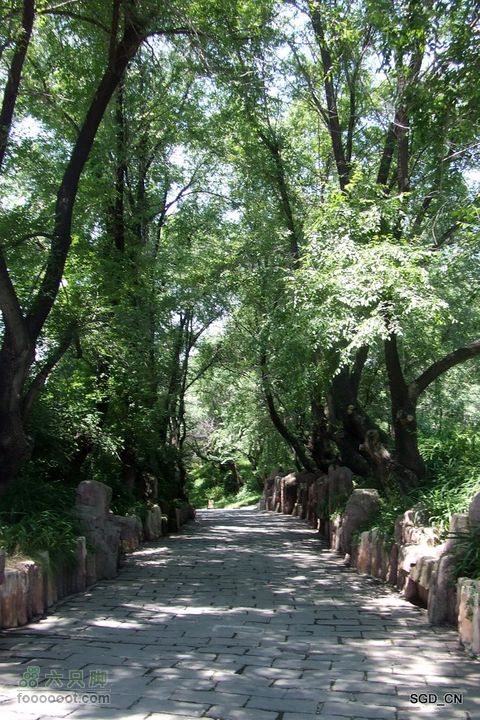 新宾(清永陵、赫图阿拉古城)-南杂木DSCF0234