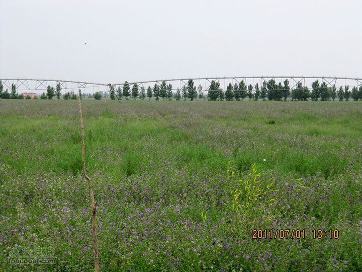 7.1 访牧民 看草地2011.7.1 访牧民 073_副本