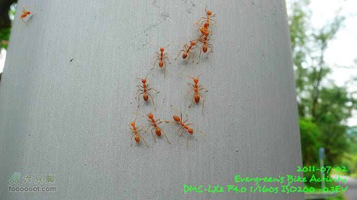2011 07 02 大埔、鹿頸、沙頭角、大埔P1400230