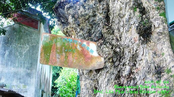 2011 07 02 大埔、鹿頸、沙頭角、大埔P1400264