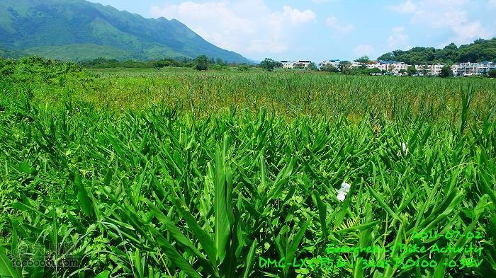 2011 07 02 大埔、鹿頸、沙頭角、大埔P1400303