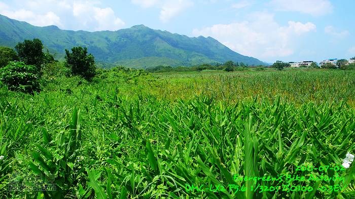 2011 07 02 大埔、鹿頸、沙頭角、大埔P1400304