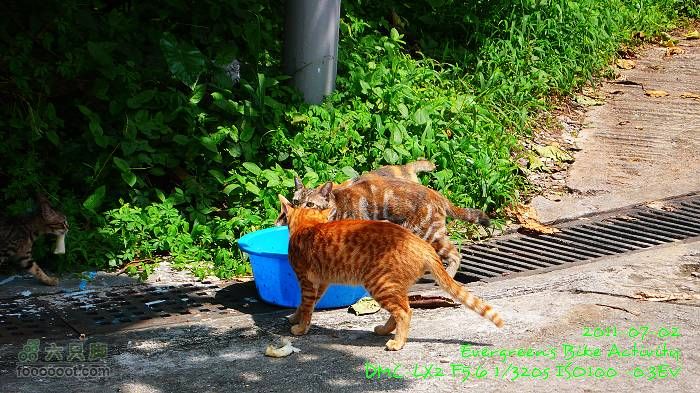 2011 07 02 大埔、鹿頸、沙頭角、大埔P1400312