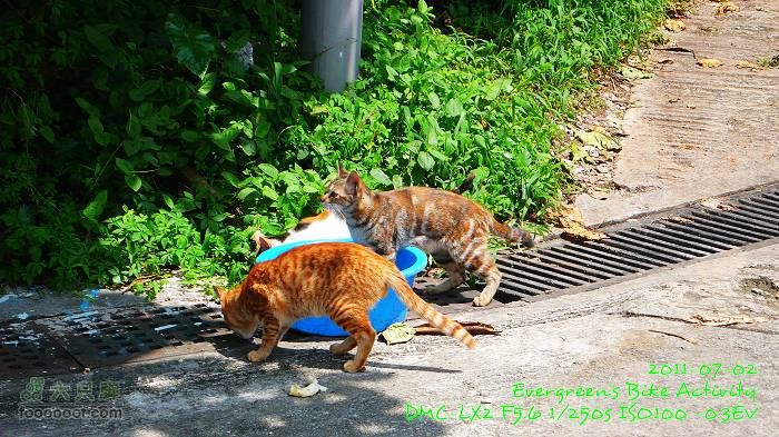 2011 07 02 大埔、鹿頸、沙頭角、大埔P1400313