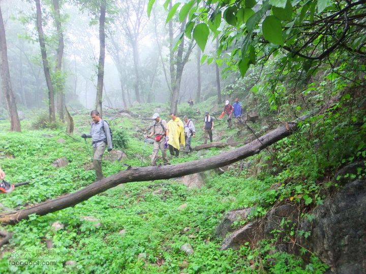  2011年7月2日泰山大佛寺至桃花峪雨中行DSCF1298