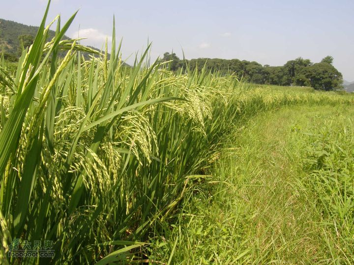 翻越南屏山，去到坪田赏壁画P7023686