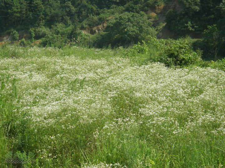 翻越南屏山，去到坪田赏壁画P7023693