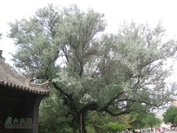 大同云岗石窟IMG_4101