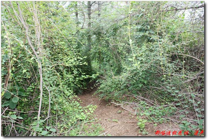 鲁山郝峪大迪极花林 大路旁的下山小路